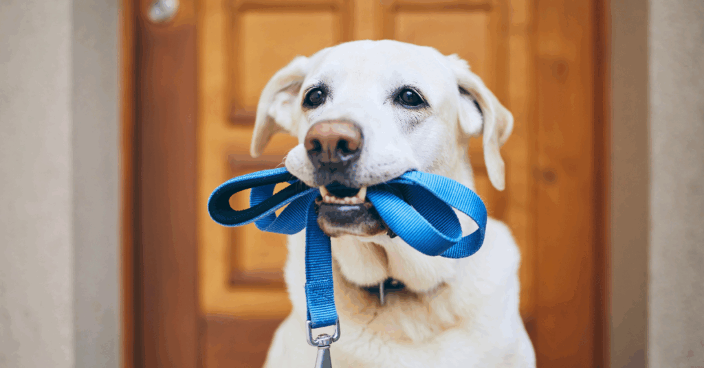 What to Do If an Off-Leash Dog Approaches You and Your Dog