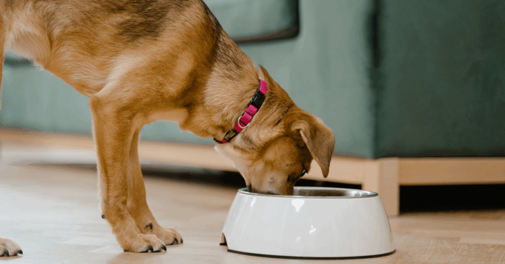 How Your Dog’s Diet Affects Their Behaviour