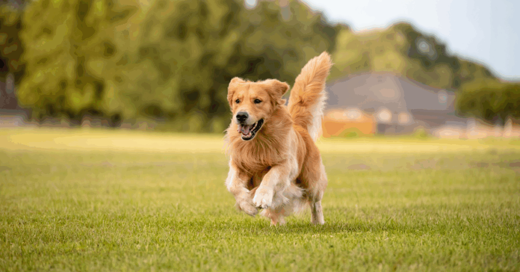 Springtime Dog Care: Preparing Your Pup for the New Season